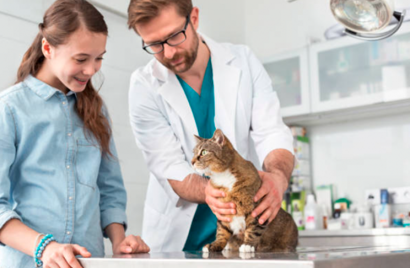 Telefone de Clínica Veterinária Próximo Ponte Grande - Clínica Veterinária Cães e Gatos