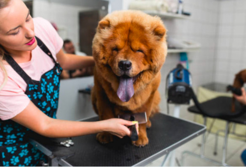 Telefone de Pet Shop Leva e Traz Ribeirão Pires - Pet Shop Banho e Tosa Perto de Mim