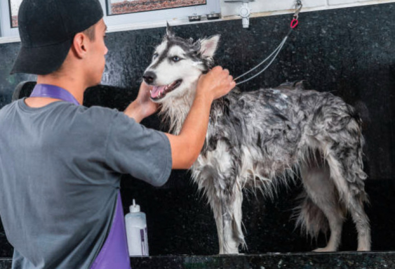 Telefone de Pet Shop Perto de Mim Freguesia do Ó - Banho e Tosa Pet Shop