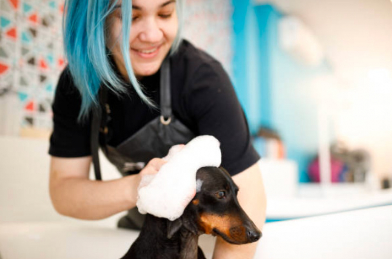 Telefone de Pet Shop Perto Pimentas - Pet Shop Banho e Tosa