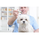 acupuntura de cachorro Vila União