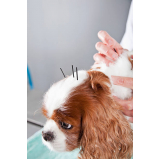 acupuntura em cachorros Maia