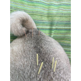 acupuntura em cães agendar Vila Hulda