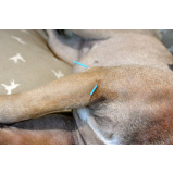 acupuntura em cães e gatos marcar Paraventi