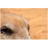 acupuntura em cães e gatos Torres Tibagy