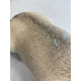acupuntura em gatos marcar Pimentas