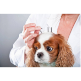 acupuntura para animais marcar Freguesia do Ó
