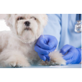 acupuntura para cachorro de pequeno porte marcar Itapegica