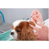 acupuntura para cachorro marcar Cabuçu de Cima