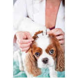 acupuntura para cachorro Picanço
