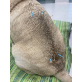 acupuntura para cachorros e gatos marcar São Roque
