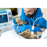 agendamento de exame de sangue para gato Paraventi