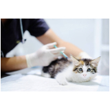 agendar vacina v4 para gato Mauá