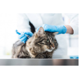 aplicação de vacina antirrábica animal Caieiras