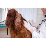 aplicação de vacina antirrábica para cães Cidade Aracilia