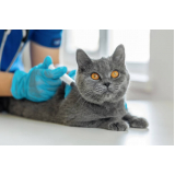 aplicação de vacina de raiva gato Taboão