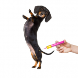 aplicação de vacina fiv felv Taboão