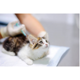 aplicação de vacina para filhote de gato Cabuçu de Cima