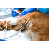 cirurgia animal valores Francisco Morato