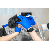 cirurgia catarata em cachorro marcar Condomínio Veigas