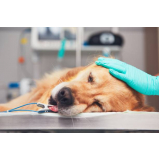 cirurgia de castração de cachorro valores Água Chata