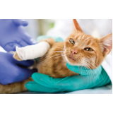 cirurgia de castração para gatos valores Parque Continental