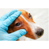 cirurgia de catarata canina agendar Itaquaquecetuba