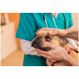 cirurgia de catarata em cachorro Jardim Aracília