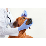 cirurgia de catarata para cães agendar Franco da Rocha