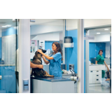 cirurgia de hérnia em cachorro Vila Rosália