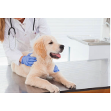 cirurgia de luxação de patela em cães marcar Bosque Maia