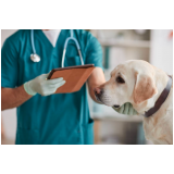 cirurgia de obstrução intestinal em cães Monte Carmelo