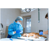 cirurgia de otohematoma em cães Monte Carmelo