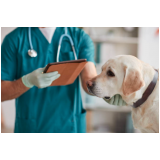 cirurgia de piometra em cadelas Nova bonsucesso