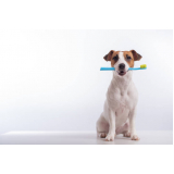 cirurgia de tártaro em cães Fernão Dias