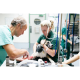 cirurgia em animais de pequeno porte Centro