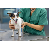 cirurgia em pequenos animais valores Jaçanã