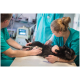 Cirurgia de Retirada de Baço em Cães