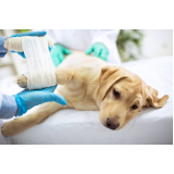cirurgia para cães valores Vila Maria