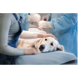 cirurgia para cães Maia