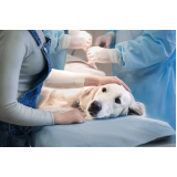 cirurgia para cães Água Azul