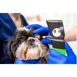 cirurgia para catarata de cachorro marcar Pimentas