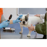 cirurgia para catarata em cachorro marcar Vila Alzira