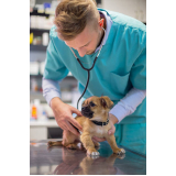 clínica 24 horas veterinária telefone Itaquaquecetuba