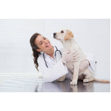clínica 24 horas veterinária Ribeirão Pires