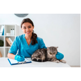 clínica especializada em castração gato contato Guarulhos