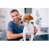 clínica especializada em castração para cachorros Cocaia