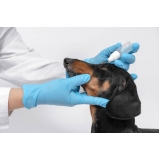 clínica especializada em cirurgia de catarata canina Cocaia