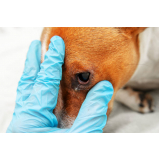 clínica especializada em cirurgia de catarata de cachorro Cumbica