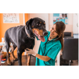 clínica especializada em cirurgia de luxação de patela em cães Itaim